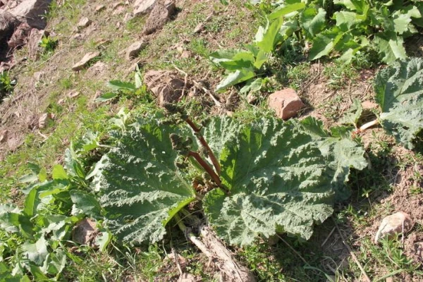 Изображение к статье: Что можно собрать весной на дачном участке?