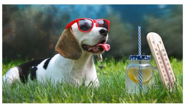 Ученые обнаружили метод повышения умственных способностей собак