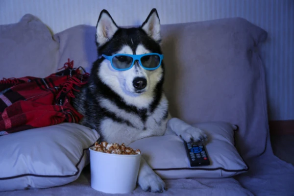 Изображение к статье: Видят ли собаки телевизор так же, как люди?