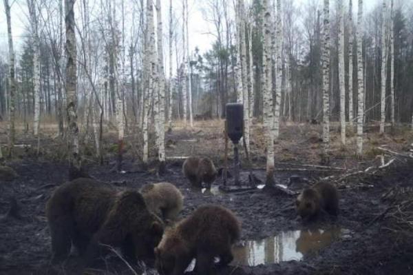 Медведи в Латвии проснулись и активно ищут пропитание (+ФОТО)