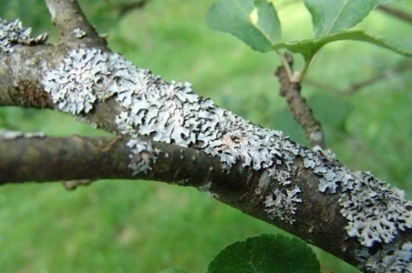 Изображение к статье: Как восстановить запущенные деревья в саду?