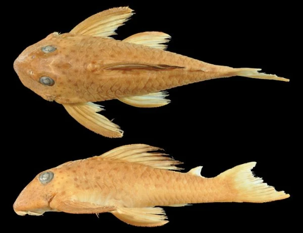 Изображение к статье: Какой вид рыб является самым редким?