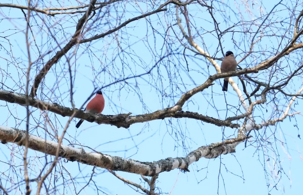 Изображение к статье: Над восточной частью Латвии протянулась неподвижная атмосферная фронтальная зона.