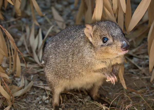 Изображение к статье: Эти питомцы, они такие милые.