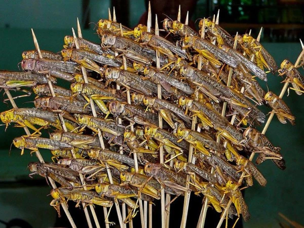 Саранча «минирует» почву яйцами, которые могут пережить даже сильную засуху