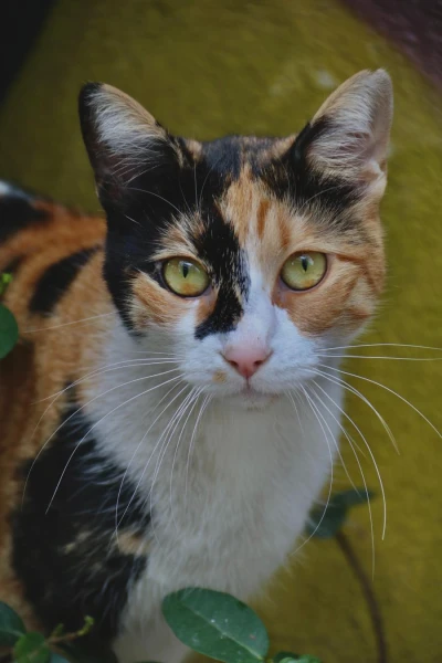 Изображение к статье: Как осуществить клонирование любимого кота