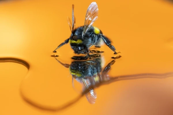 Ученые случайно обнаружили неожиданную способность шмелей