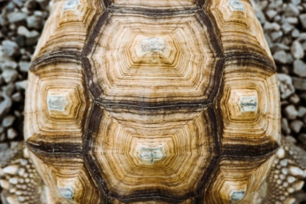 Изображение к статье: Учёные разработали способ «чтения» черепашьих панцирей