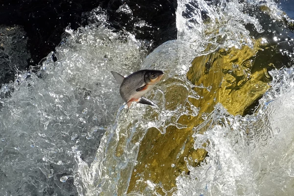 Праздник Летающей рыбы в Кулдиге пройдёт в конце апреля
