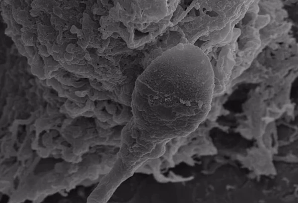 Изображение к статье: Исследователи обнаружили, что отсутствие гравитации негативно влияет на способность сперматозоидов ориентироваться в пространстве.