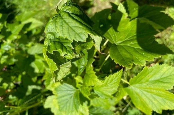 Изображение к статье: Как избавиться от смородинного почкового клеща?