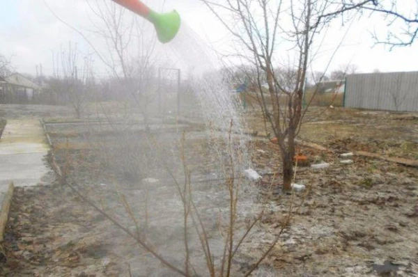 Как горячий душ помогает ягодным кустам ранней весной?