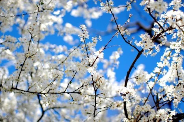 Изображение к статье: Что ожидать дачнику в апреле: народные приметы