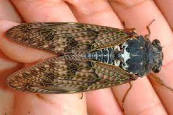 Какое насекомое имеет наибольшую продолжительность жизни?