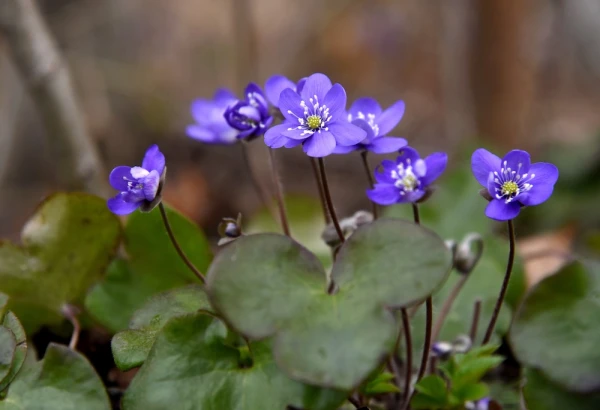 В понедельник погоду определяет область повышенного давления