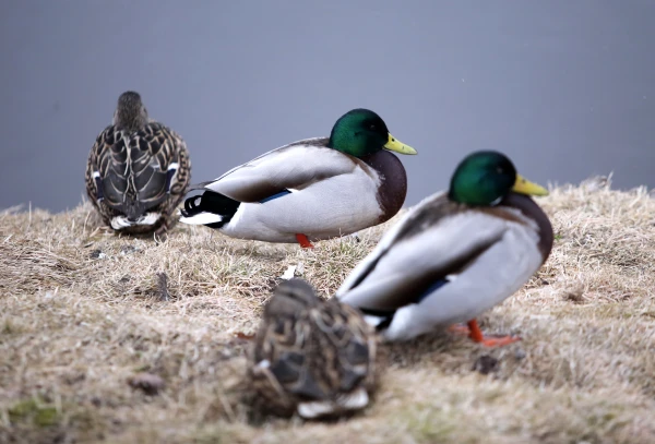 Изображение к статье: Во вторник местами ожидается дождь