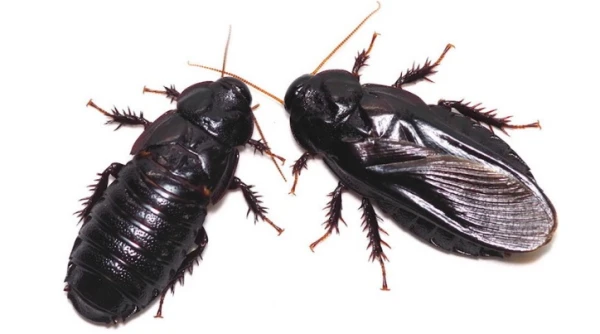 Изображение к статье: Милые бранятся - только тешатся.