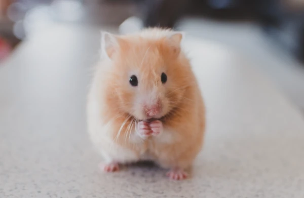 Раскрыт способ избавиться от запаха животного в квартире