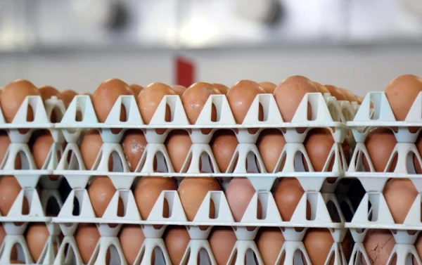 Яйца - латвийская «Нокиа». В Латвии почти по три  несушки на жителя