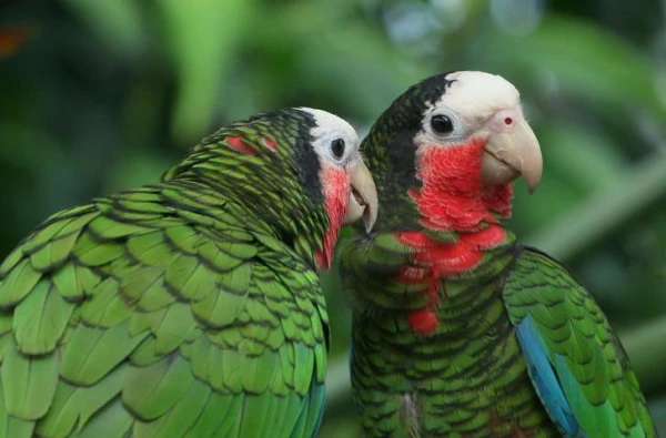 Продолжительность жизни птиц: факторы и особенности