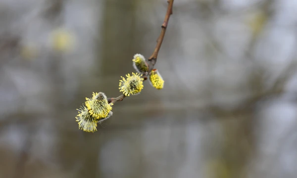 Четверг ожидается солнечным