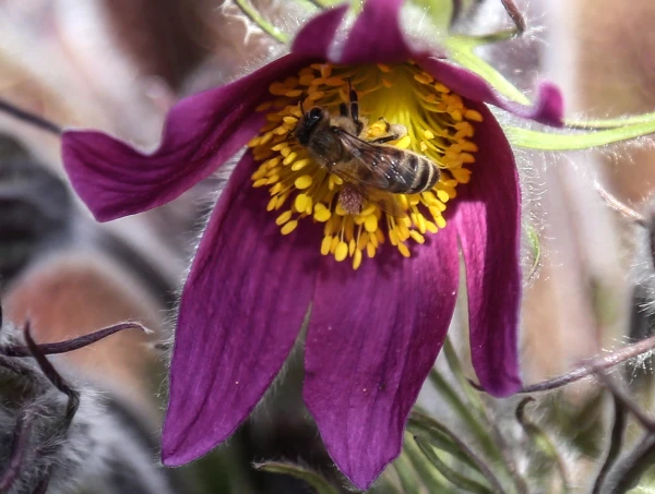 Новая напасть: в Гулбенском крае у пчёл выявлена заразная болезнь