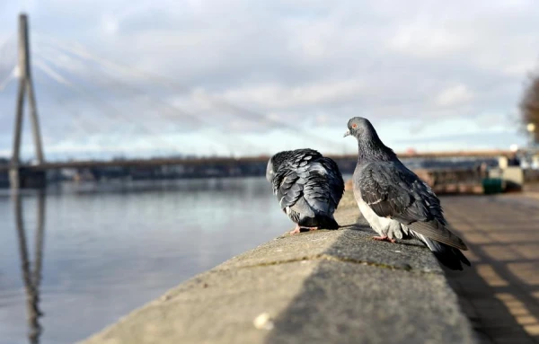 И солнце, и туман, и дождь - какую погоду синоптики ожидают в пятницу