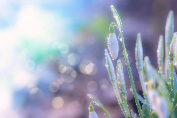 Природа подает сигналы: 5 признаков наступления весны