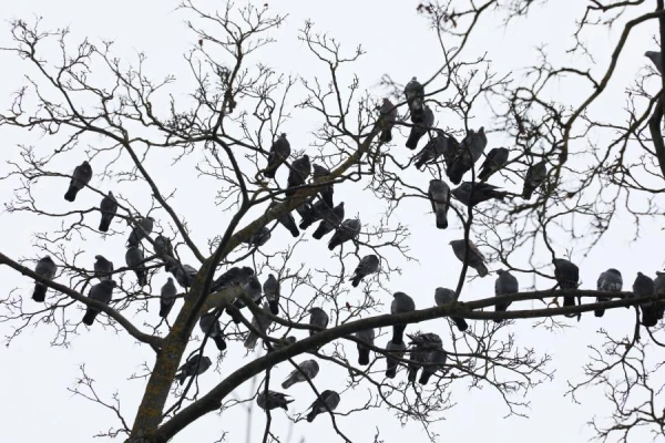 Создано генеалогическое древо всех видов птиц на планете, но есть одна проблема