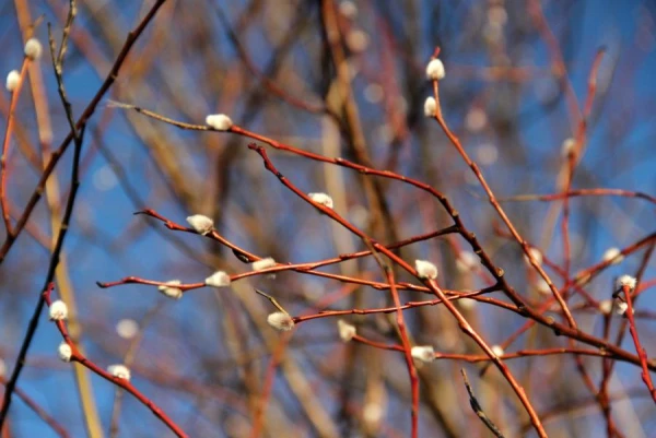 Изображение к статье: На Страстную пятницу ожидается переменная погода