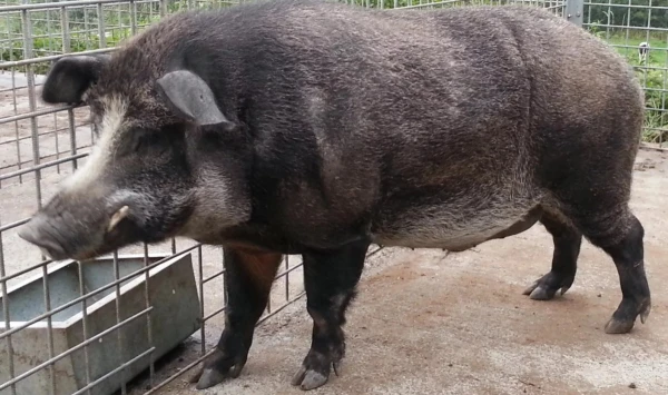 Эти хрюшки внесут новое слово в науку.