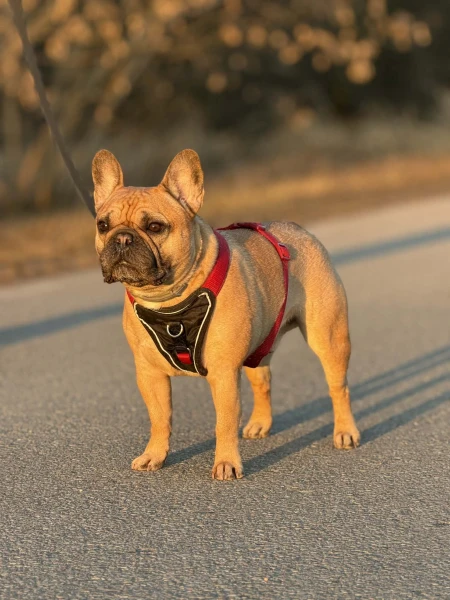 Потребовалось почти 160 веков для появления забавного существа.