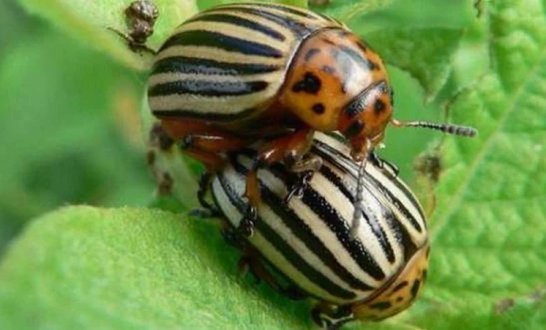 Почему насекомые способны выживать при падении с высоты, в отличие от людей