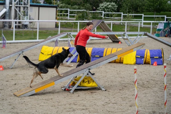 Собаки, которым не подходят групповые занятия