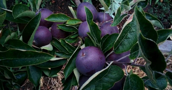 Почему яблоки сорта «черный алмаз» так дороги и редки?