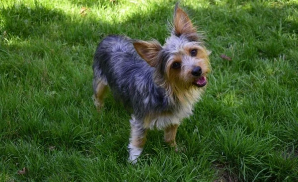 Изображение к статье: В США нашли пропавшую собаку на расстоянии 3,2 тыс. км от дома