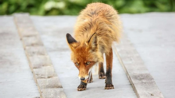 Изображение к статье: В Латвийских городах звери вытесняют людей?