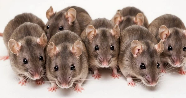 Изображение к статье: Мышки отдали все во имя науки.