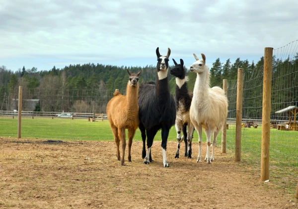 Изображение к статье: Фото: kamieli.lv