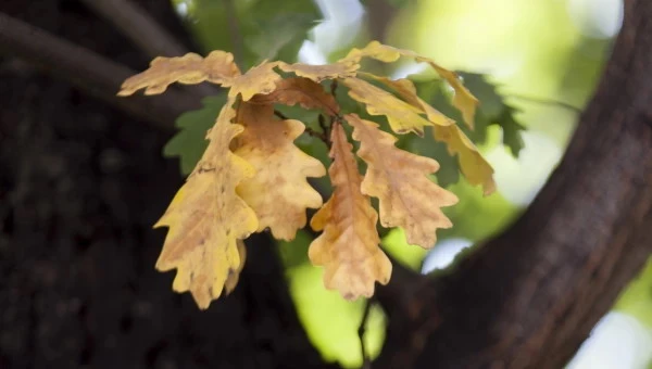 Соседский дуб загораживает солнце: разрешат ли его срубить законы Латвии?