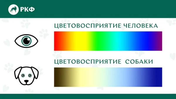 Кинолог рассказал о различиях в зрении собак и людей