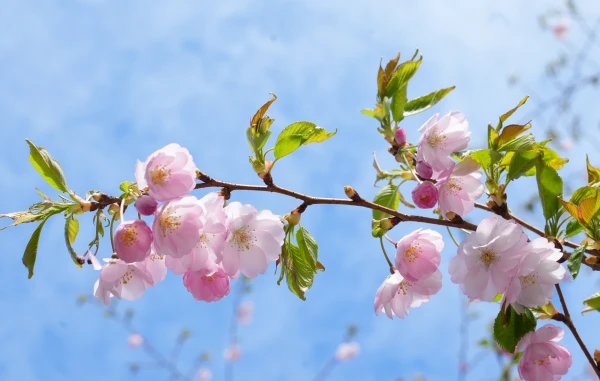 Когда вернётся тепло: прогноз на следующую неделю