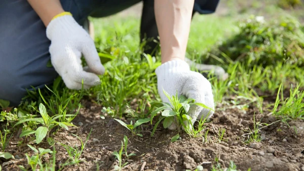 Забудьте про химию: 4 компонента, которые буквально выжигают сорняки