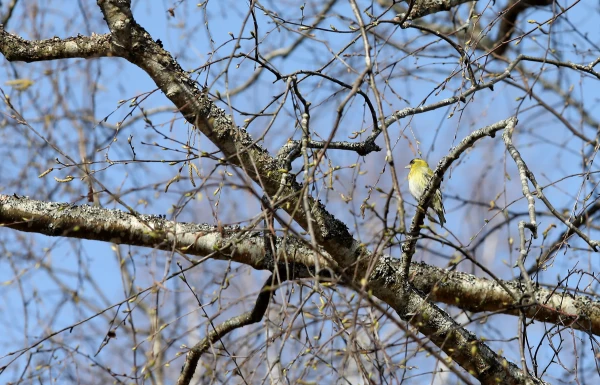 Ночью температура воздуха опустится ниже нуля, а что днем?