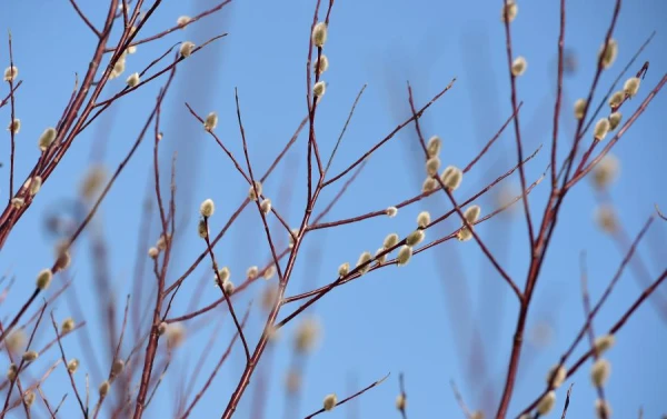 Температура воздуха в четверг не превысит +8 градусов
