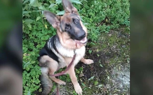 Изображение к статье: «Заколол как свинью»: юрмальского пенсионера хотят судить за жестокое убийство собаки соседки