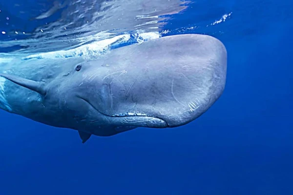 За контрабанду зубов кашалота предусмотрено до 10 лет тюремного заключения