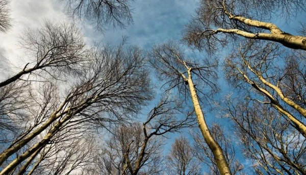 Пятница будет преимущественно солнечной