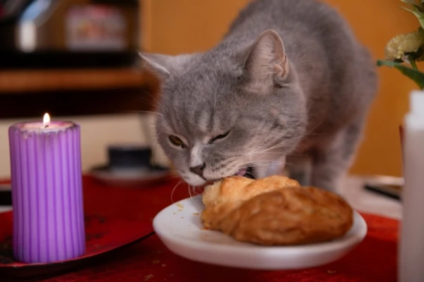 Вы даете это собаке или кошке? Врач назвала смертельно опасные продукты