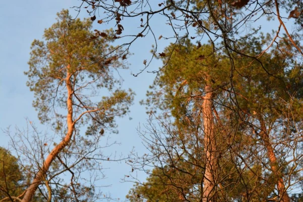 Изображение к статье: Лесные ванны: что это такое и как правильно их принимать